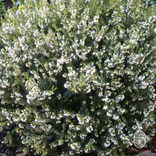 Schneeheide | Erica carnea 'Springwood White' P10,5