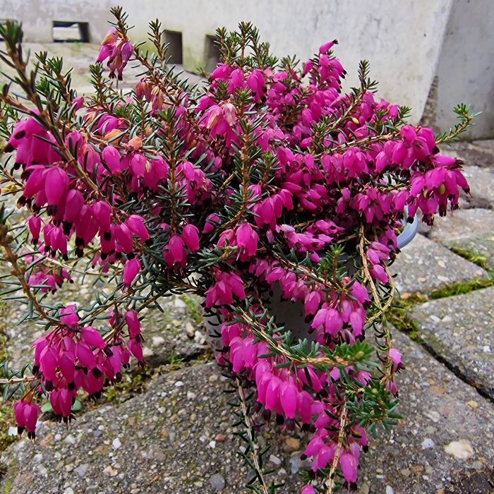 Schneeheide | Erica carnea  'Winterfreude'  P10,5