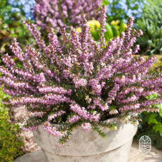 Winterheide | Erica darleyensis 'Ghost Hills'  P10,5