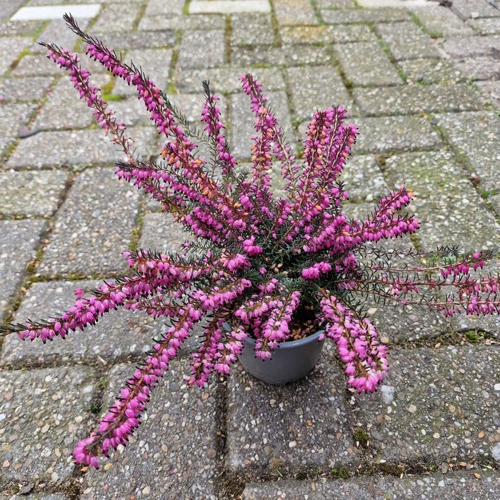 Winterheide | Erica darleyensis 'Kramer's Rote'  P10,5