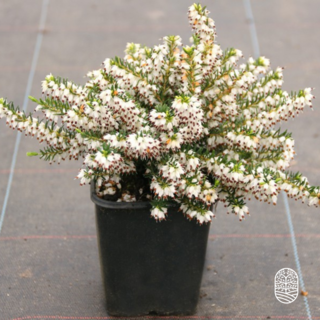 Winterheide | Erica darleyensis 'White Perfection'  P10,5