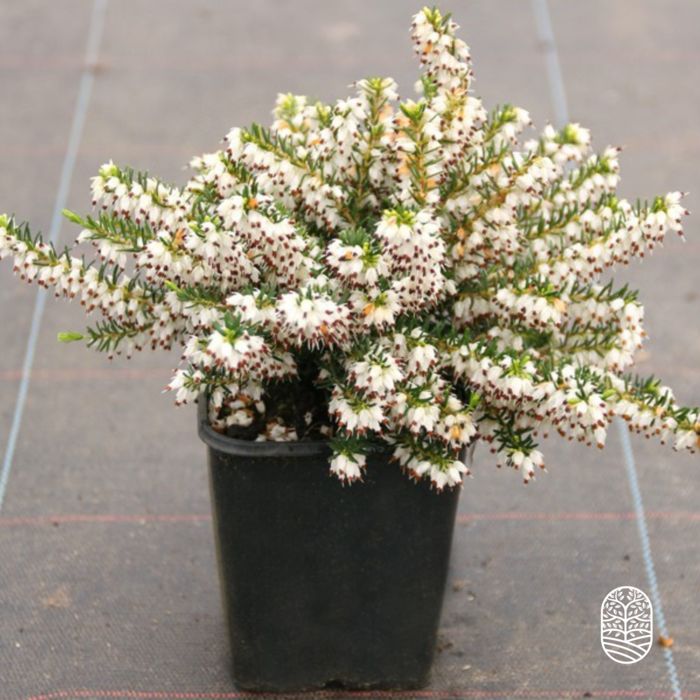 Winterheide | Erica darleyensis 'White Perfection'  P10,5 Winterheide | Erica darleyensis 'White Perfection'  P10,5