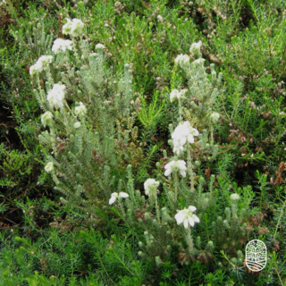 Glockenheide | Erica tetralix 'Alba Mollis'  P10,5