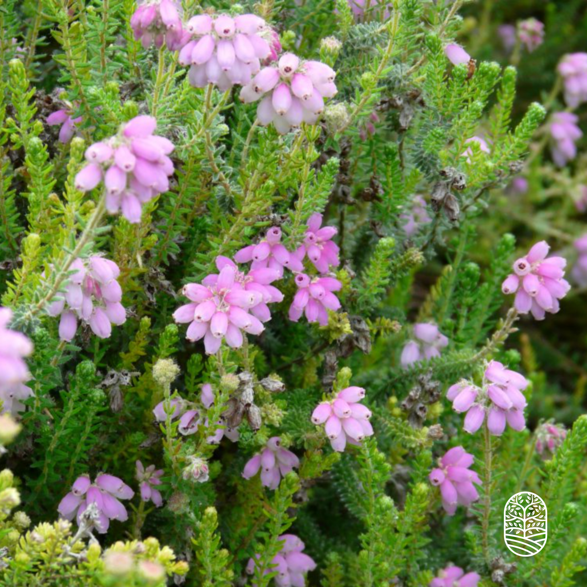 Glockenheide | Erica tetralix 'Tina'  P10,5 Glockenheide | Erica tetralix 'Tina'  P10,5