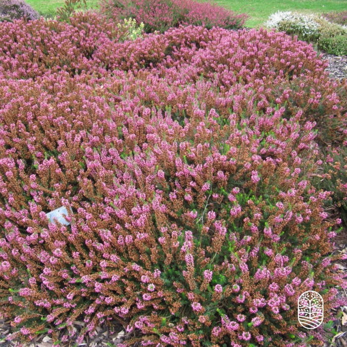 Cornwallheide | Erica vagans 'Mrs. D. F. Maxwell'  P10,5