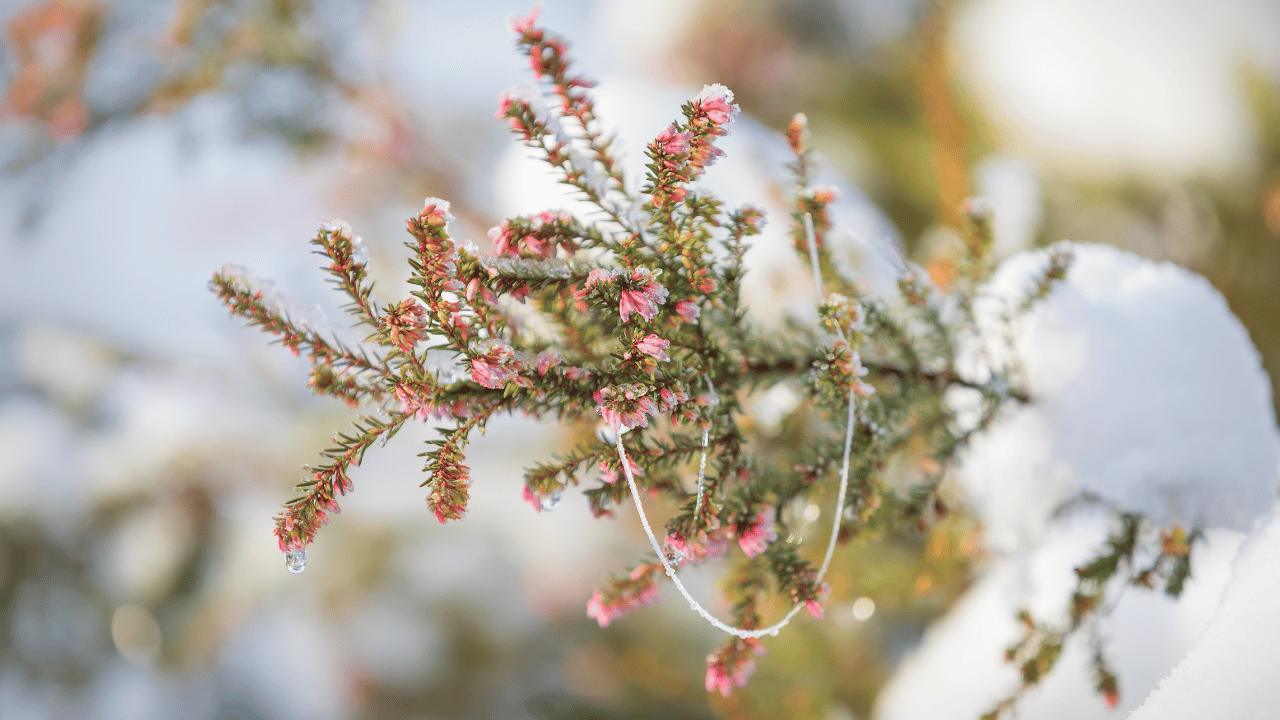 Winterheide