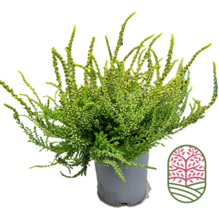 Buschheide | Calluna vulgaris. 'Dart's Parrot' P11