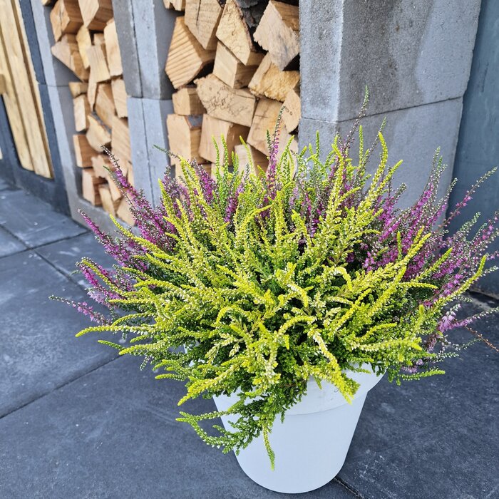 Bushheide | Calluna vulgaris. 'Dart's Parrot' P11