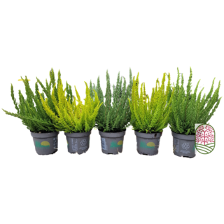 Bushheide | Calluna vulgaris. 'Skyline' P9,5