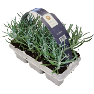 Lavendel | Lavandula angustifolia Fresh from Nature