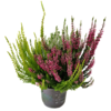 Besenheide | Calluna vulgaris 'Beauty Lady Trio' P12