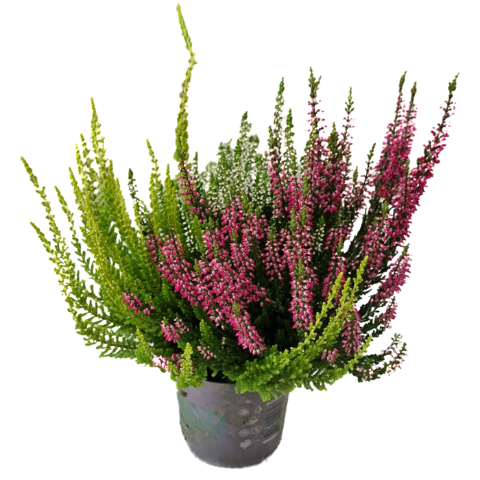 Besenheide | Calluna vulgaris 'Beauty Lady Trio' P12