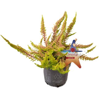 Struikheide | Calluna vulgaris. 'Seastar' Beauty Ladies P9,5