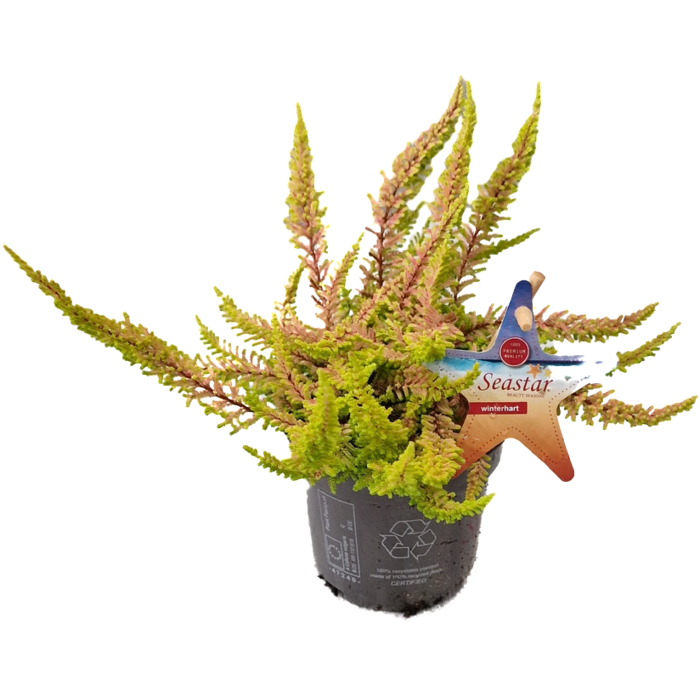 Struikheide | Calluna vulgaris. 'Seastar' Beauty Ladies P9,5