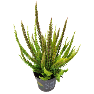Struikheide | Calluna vulgaris. 'Skyline' Trio Beauty Ladys gemengd in pot P9,5