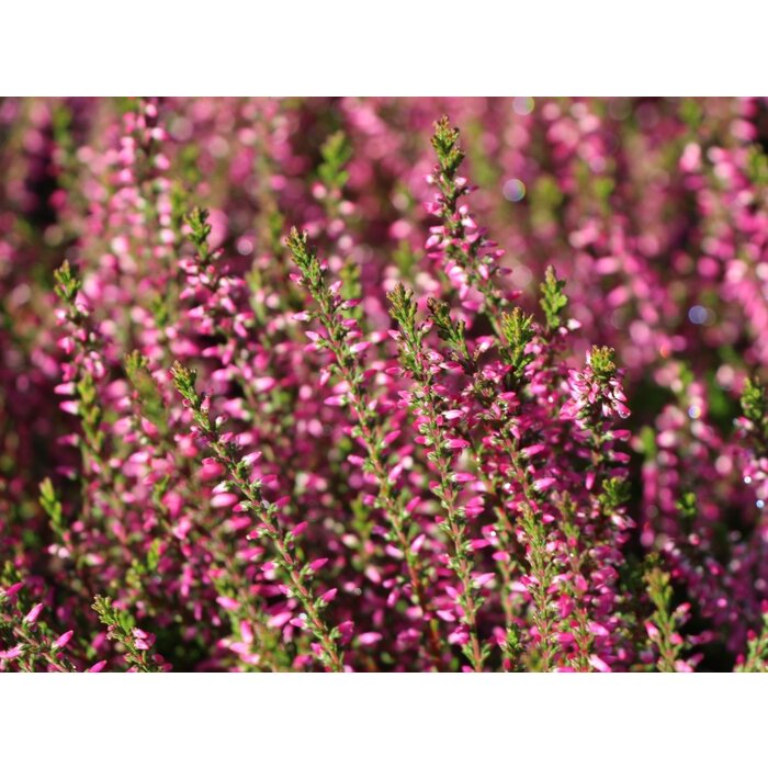 Struikheide | Calluna vulgaris. 'Marlies' P9