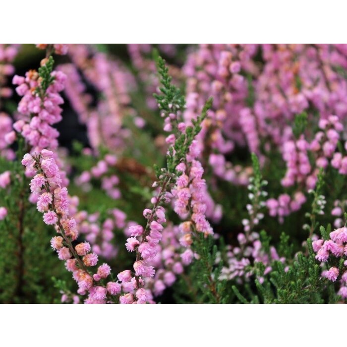 Struikheide | Calluna vulgaris. 'J. H. Hamilton' P10,5