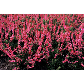 Struikheide | Calluna vulgaris. 'Red Favorite' P10,5