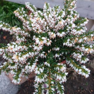 Winterheide | Erica darleyensis. 'Jenny Porter' P10,5