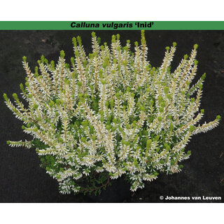 Struikheide | Calluna vulgaris. 'Golden Angie' Wit  P10,5