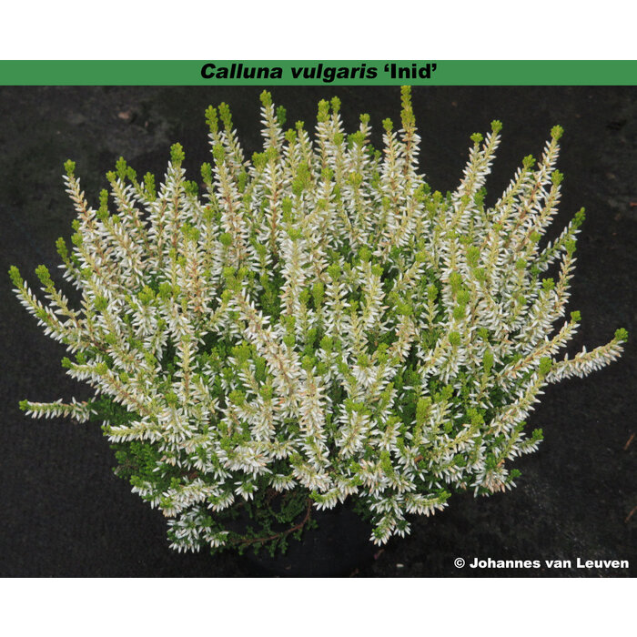 Struikheide | Calluna vulgaris.  'Golden Angie' Wit  P10,5