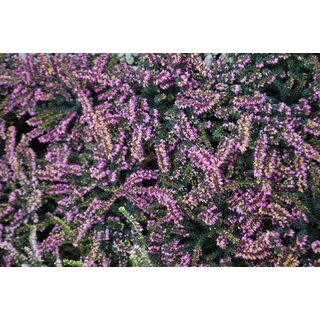 Winterheide | Erica darleyensis. 'Darley Dale'  P10,5