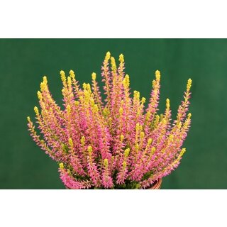 Struikheide | Calluna vulgaris. 'Golden Angie' Rood  P10,5