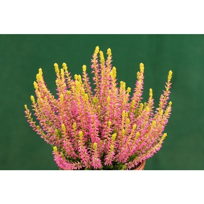 Struikheide | Calluna vulgaris.  'Golden Angie' Rood  P10,5