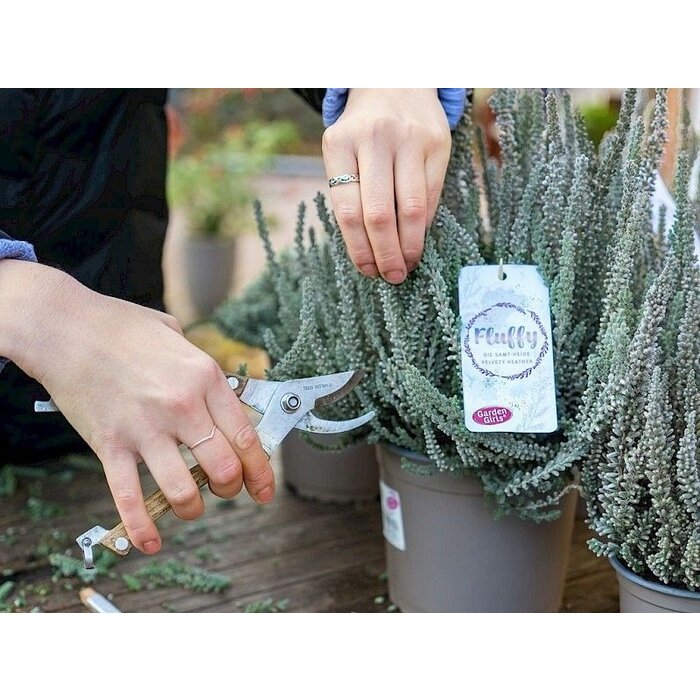 Besenheide| Calluna vulgaris 'Fluffy' P11