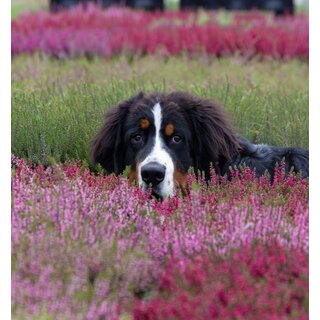 Calluna vulgaris. 'Garden Girls' mix 10/15cm P11