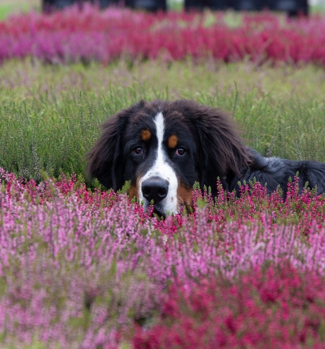 Calluna vulgaris. 'Garden Girls' mix  10/15cm P11