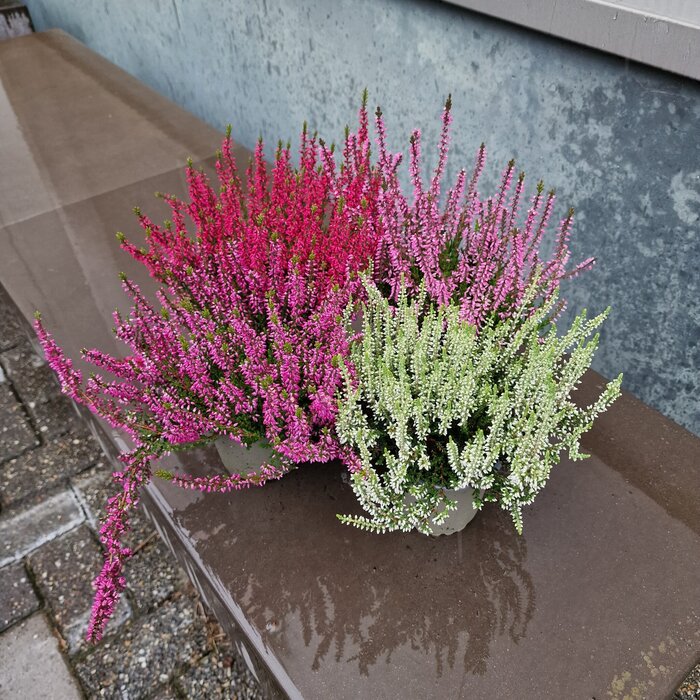 Calluna vulgaris. 'Garden Girls' mix  10/15cm P9