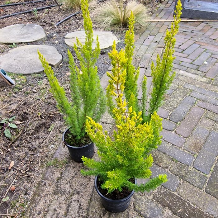 Baumheide | Erica arborea 'Albert's Gold' P11