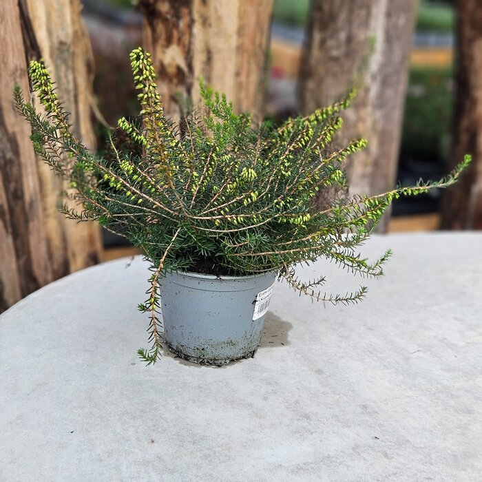 Winterheide | Erica darleyensis 'Kramer's Rote'  P10,5