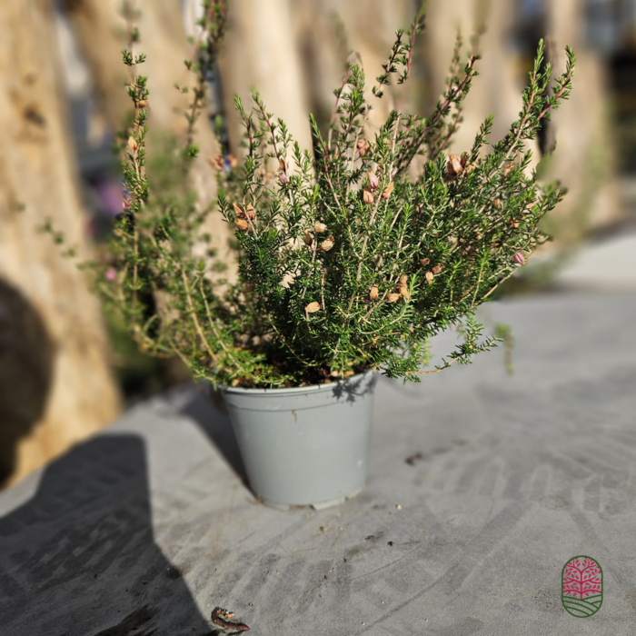 Grauheide | Erica cinerea 'Pallas'  P10,5 Grauheide | Erica cinerea 'Pallas'  P10,5