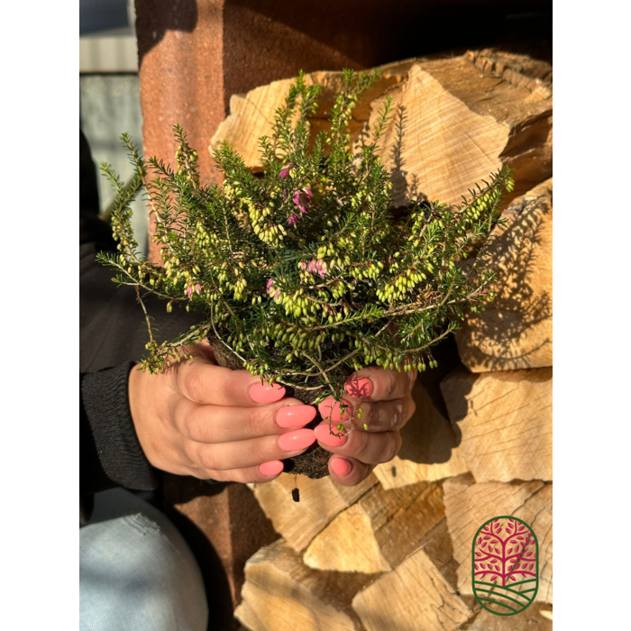 Schneeheide | Erica carnea  'Winterfreude'  P10,5