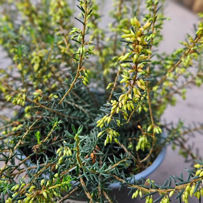 Schneeheide | Erica carnea 'March Seedling'  P10,5