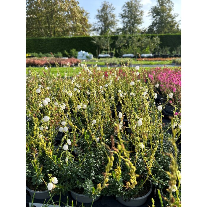 Irische Heide | Daboecia cantabrica 'Alberta White'  P10,5