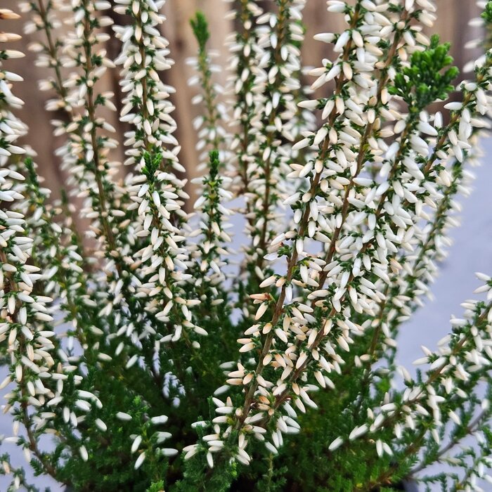 Sommerheide / Besenheide | Calluna vulgaris 'White Angie'  P10,5