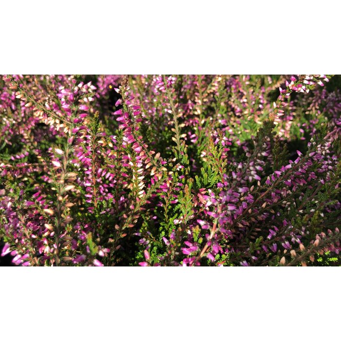 Sommerheide / Besenheide | Calluna vulgaris 'Marleen'  P10,5