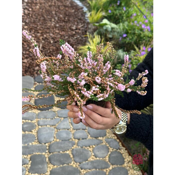 Sommerheide / Besenheide | Calluna vulgaris 'Elsie Purnell' P9,5