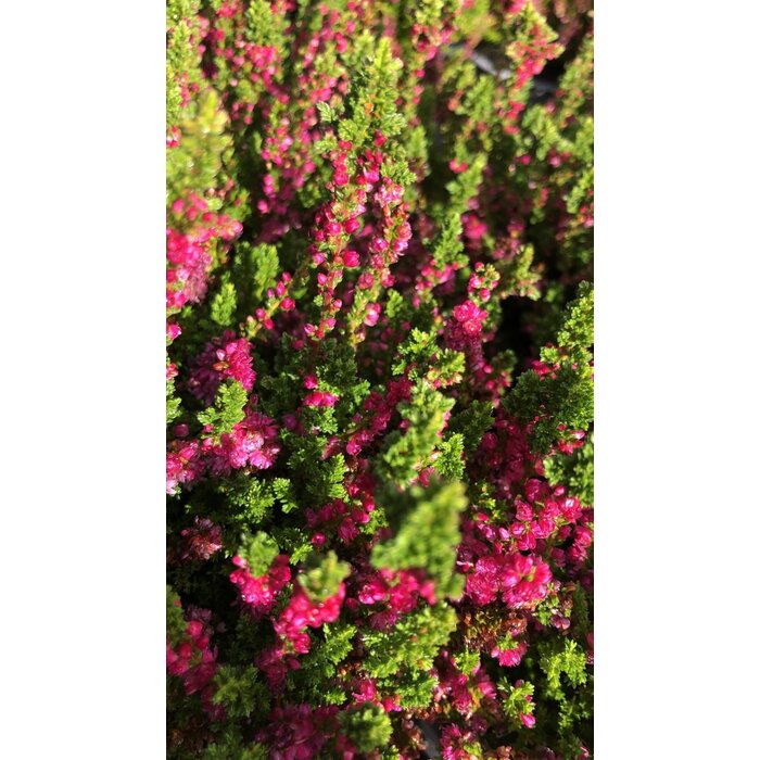 Sommerheide / Besenheide | Calluna vulgaris 'Dark Beauty'  P10,5