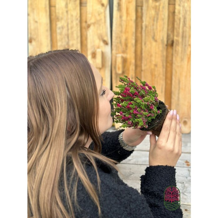 Sommerheide / Besenheide | Calluna vulgaris 'Dark Beauty'  P10,5