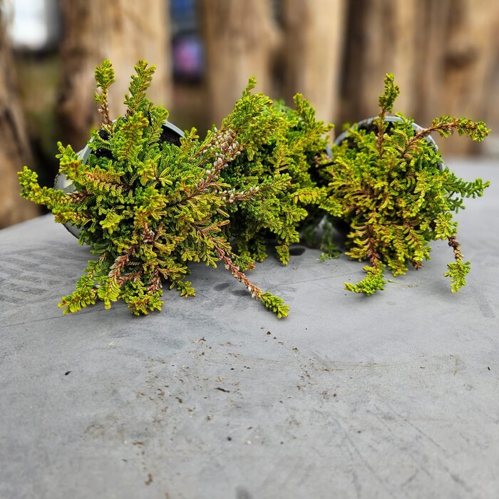 Sommerheide / Besenheide | Calluna vulgaris 'Boskoop'  P10,5