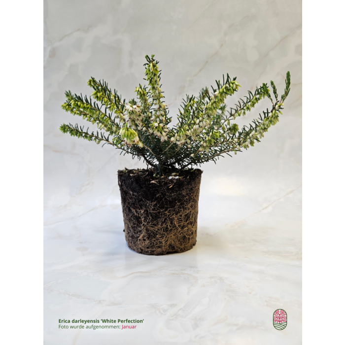 Winterheide | Erica darleyensis 'White Perfection'  P10,5 Winterheide | Erica darleyensis 'White Perfection'  P10,5