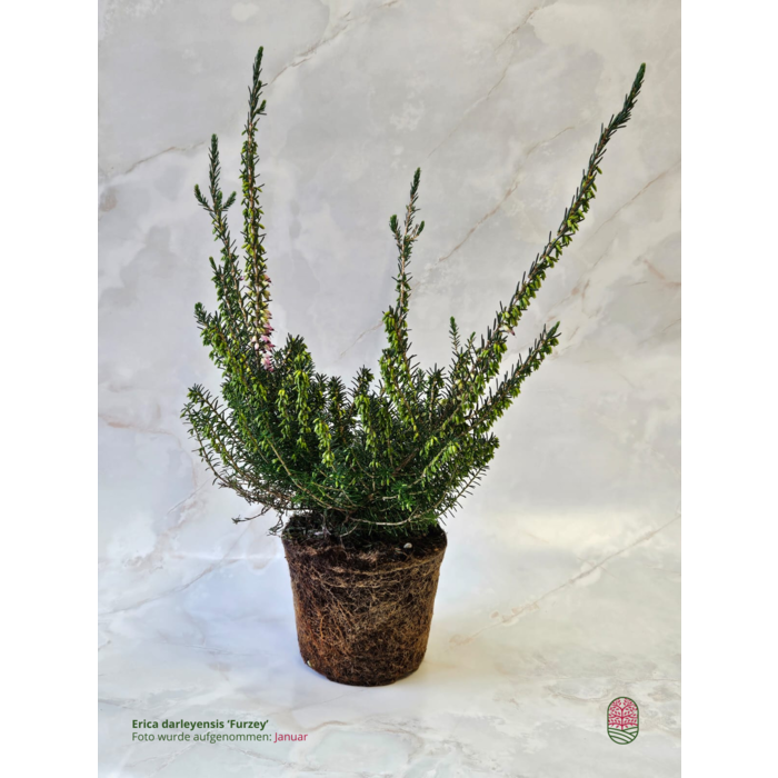 Winterheide | Erica darleyensis. 'Furzey'  P10,5