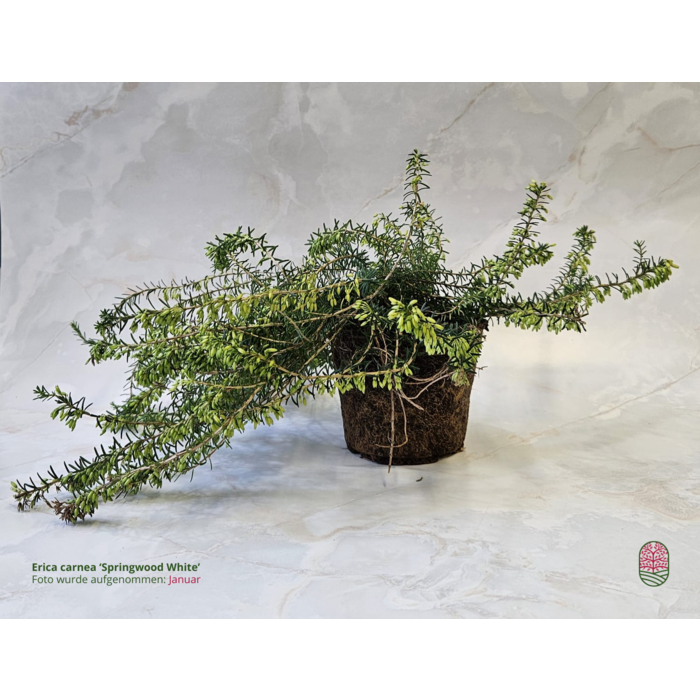 Schneeheide | Erica carnea 'Springwood White' P10,5 Schneeheide | Erica carnea 'Springwood White' P10,5