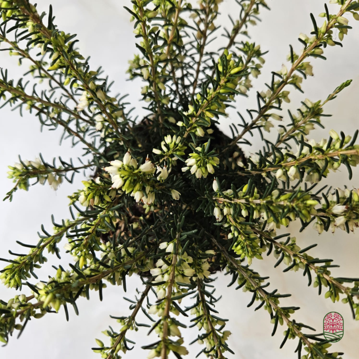 Winterheide | Erica darleyensis 'White Perfection'  P10,5 Winterheide | Erica darleyensis 'White Perfection'  P10,5