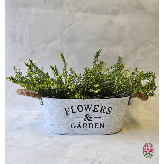 Schneeheide | Erica carnea 'Springwood White' P10,5 Schneeheide | Erica carnea 'Springwood White' P10,5
