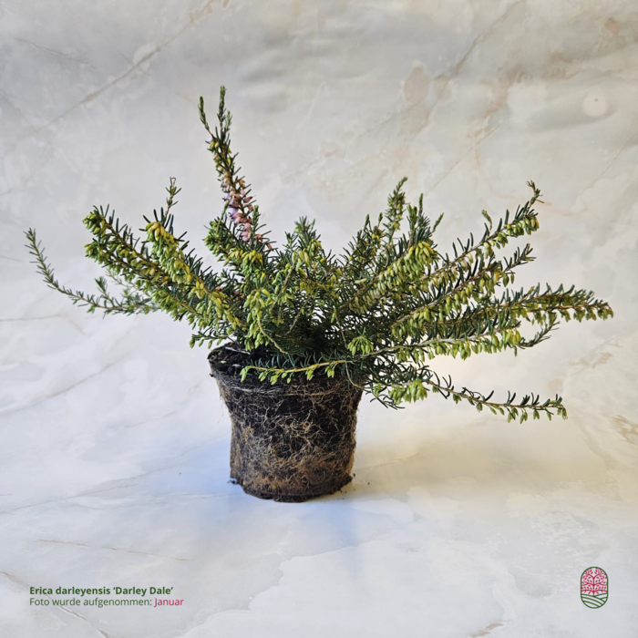 Winterheide | Erica darleyensis. 'Darley Dale'  P10,5